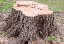 why-mo-stump-pros-are-your-best-choice-for-tree-stump-removal