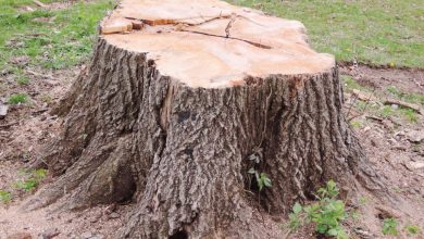 why-mo-stump-pros-are-your-best-choice-for-tree-stump-removal