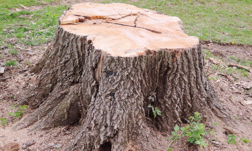 why-mo-stump-pros-are-your-best-choice-for-tree-stump-removal