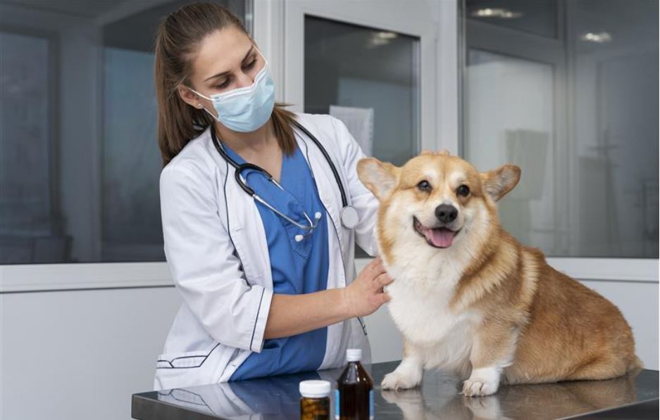 pet-care-essentials-must-have-products